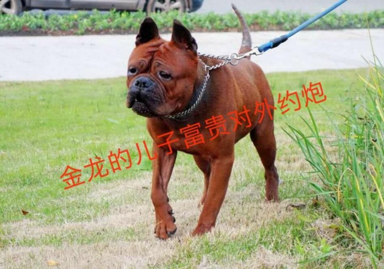 重庆川东猎犬俱乐部