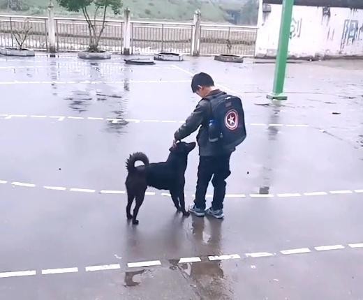 田园犬：每天把送小主人送到学校等小主人摸摸它它才会离