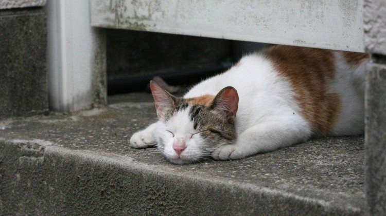 随意救济流浪猫相当于害了它！