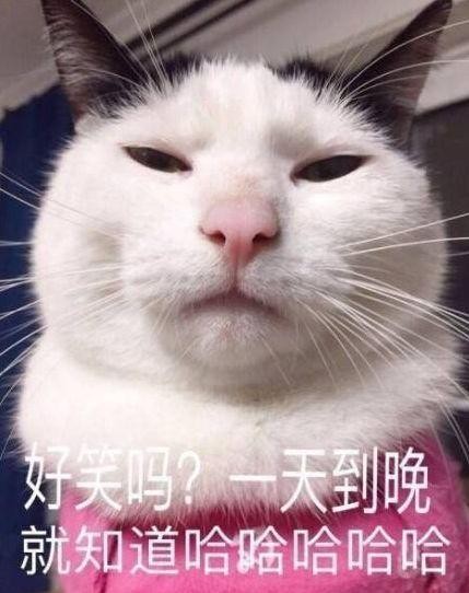 随便给猫咪送礼物的后果就是——“打死我也不会用的