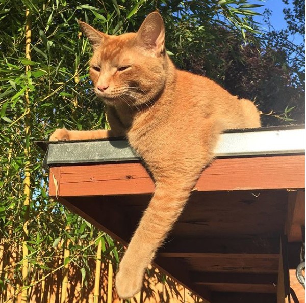 把整个社区偷了遍的盗窃猫，居然得到了受害者的追捧！