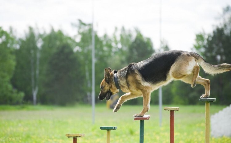 德国牧羊犬这么优秀哪个铲屎官不喜欢呢