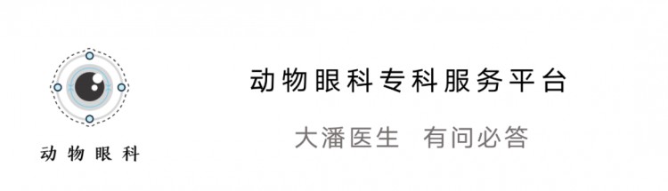 （营口病例）猫咪眼睛融化、溃烂、发白，滴药治疗痊愈保住眼球