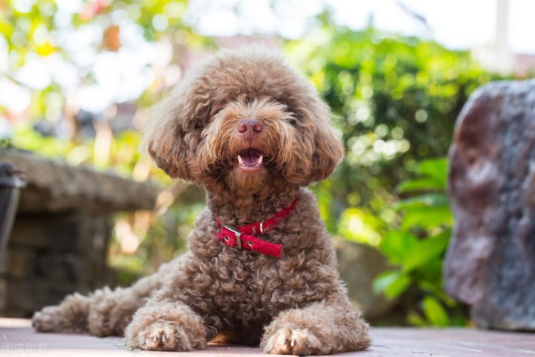 贵宾犬这些部位不用洗太干净，“脏点”更健康