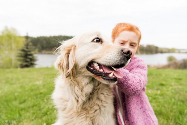 贵宾犬好还是金毛犬好说实话两个我都想养