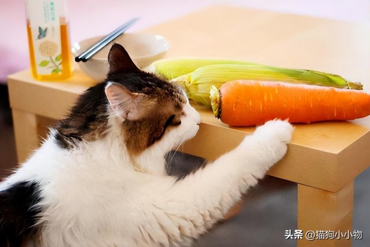 注意！这几种蔬菜给猫猫吃是在害它