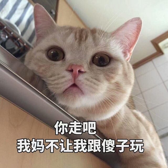 养猫，选择公的还是母的好？事实上，“差别”真的很大