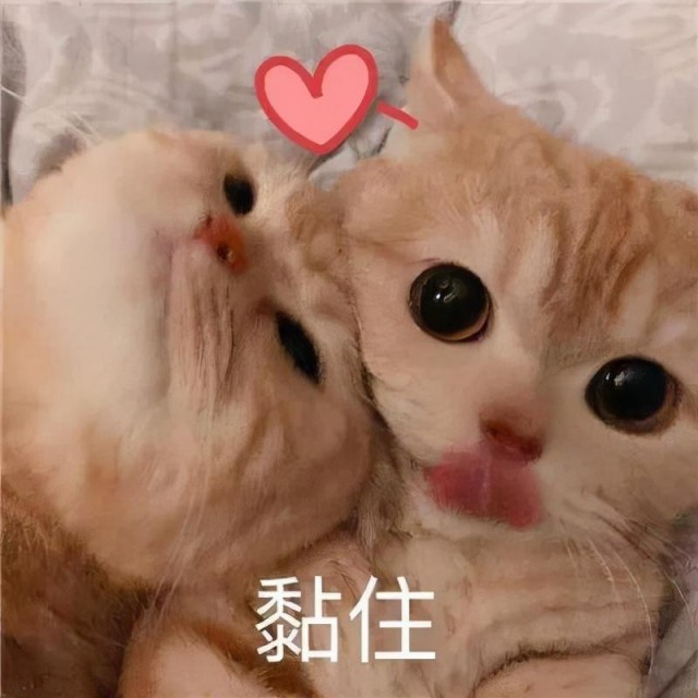 养猫的好处vs坏处想养猫的人好好码住以后用得上