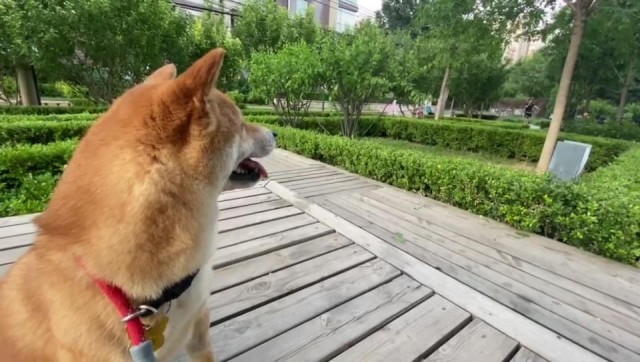 柴犬过于敏感，主人帮柴犬狗狗擦身，怎料它扭头就把主人咬到流血