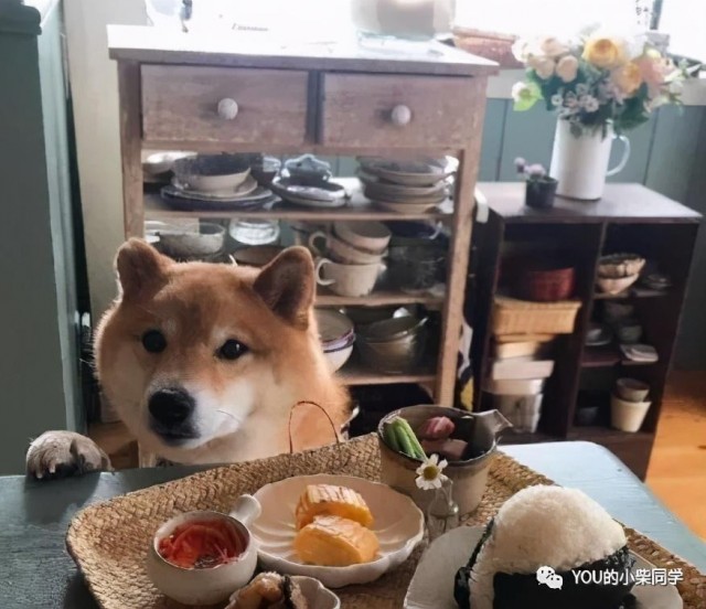 柴犬挑食严重影响健康，如何改掉柴犬挑食的问题？