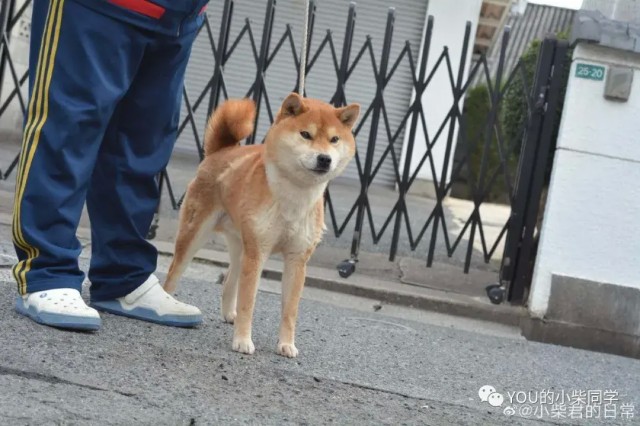 普通柴犬和赛级柴犬有什么区别？为何赛级柴犬价格昂贵？