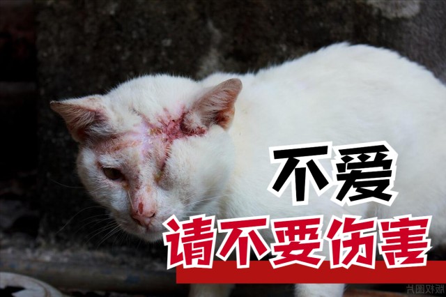 上海一男子故意将小猫踩死警方称已对该男子严肃地批评教育